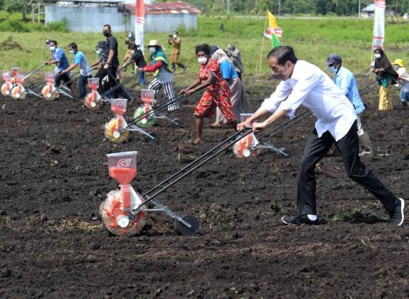 Presiden Jokowi: Tingkatkan Produktivitas Sektor Pertanian di Papua Barat