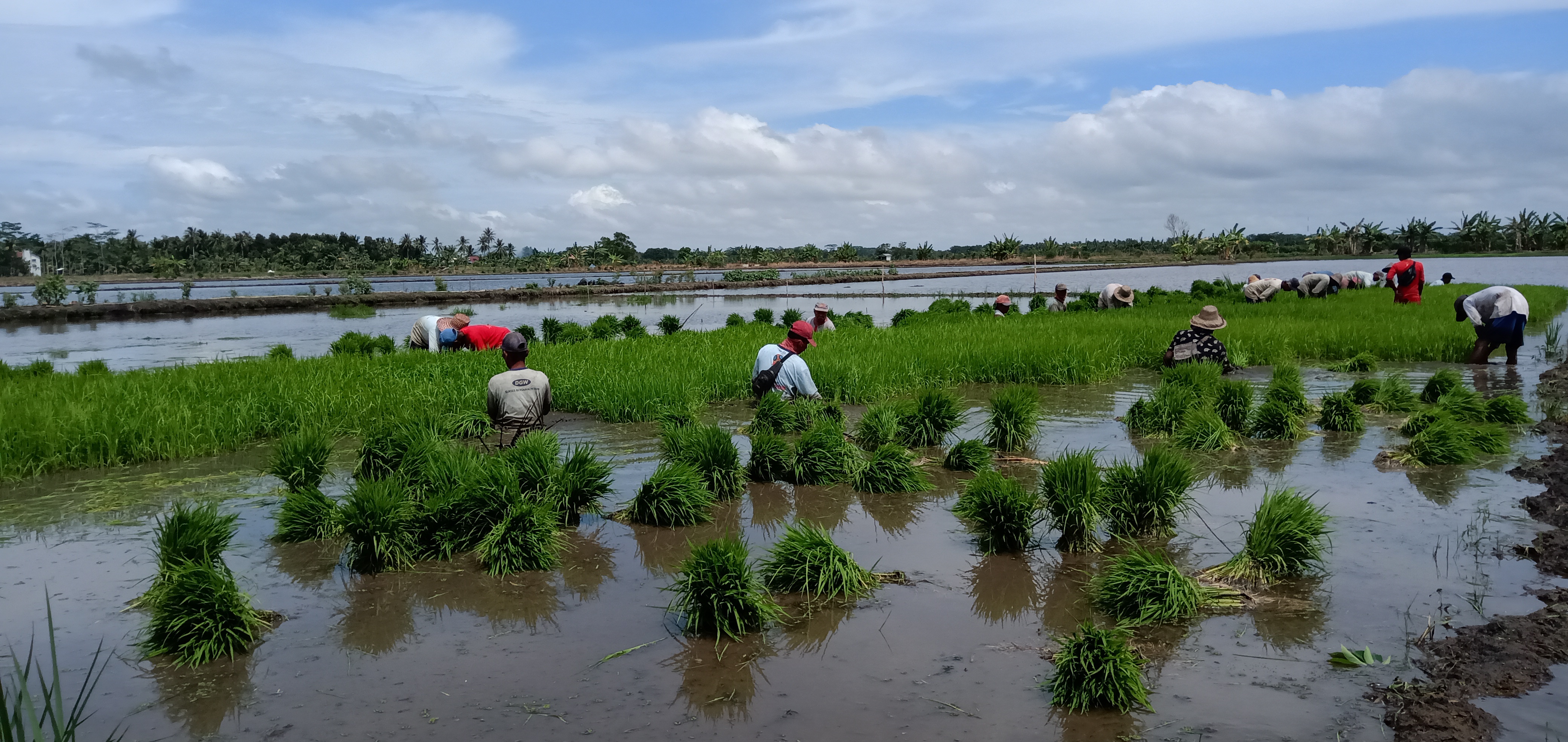 Antisipasi Tepat, Bidik Panen Berlipat