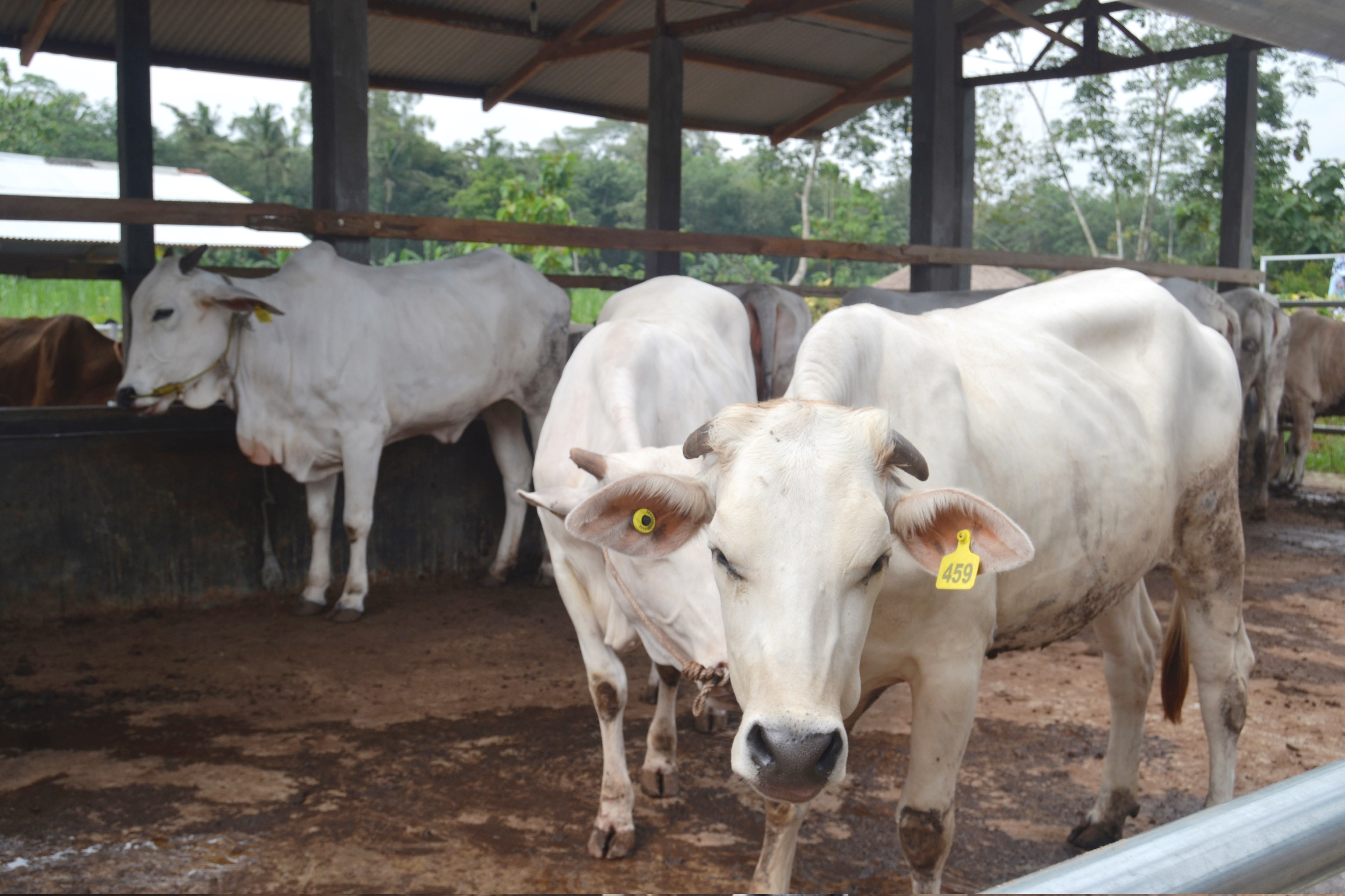 SAPI POTONG : Mengatasi Titik Kritis Sapi dengan Kecukupan Mineral