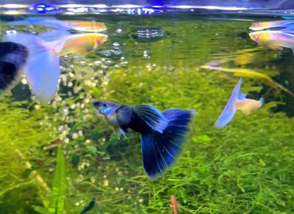 Capai Rp9 Miliar, Ikan Hias dari Bandung Tembus 33 Negara