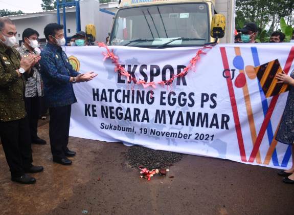 Indonesia Kembali Ekspor 58 ribu Telur Tetas Ke Myanmar