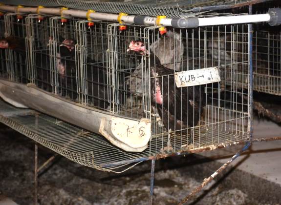 Pemerintah Resmikan Breeding Farm Ayam Kampung