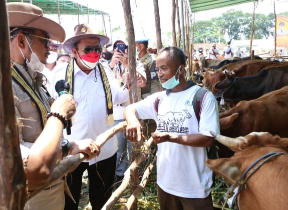 Mentan Panen Pedet dan Targetkan Kelahiran 100.000 Ekor Belgian Blue 