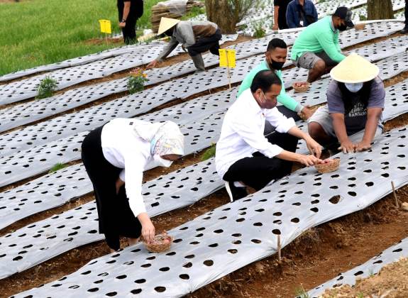 Jokowi Minta Kelembagaan Food Estate di Jateng Diperkuat