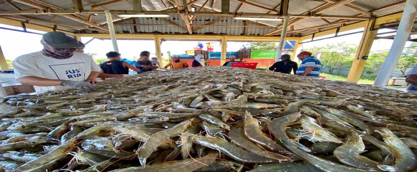 Waspada La Nina, Budidaya Udang Sentosa