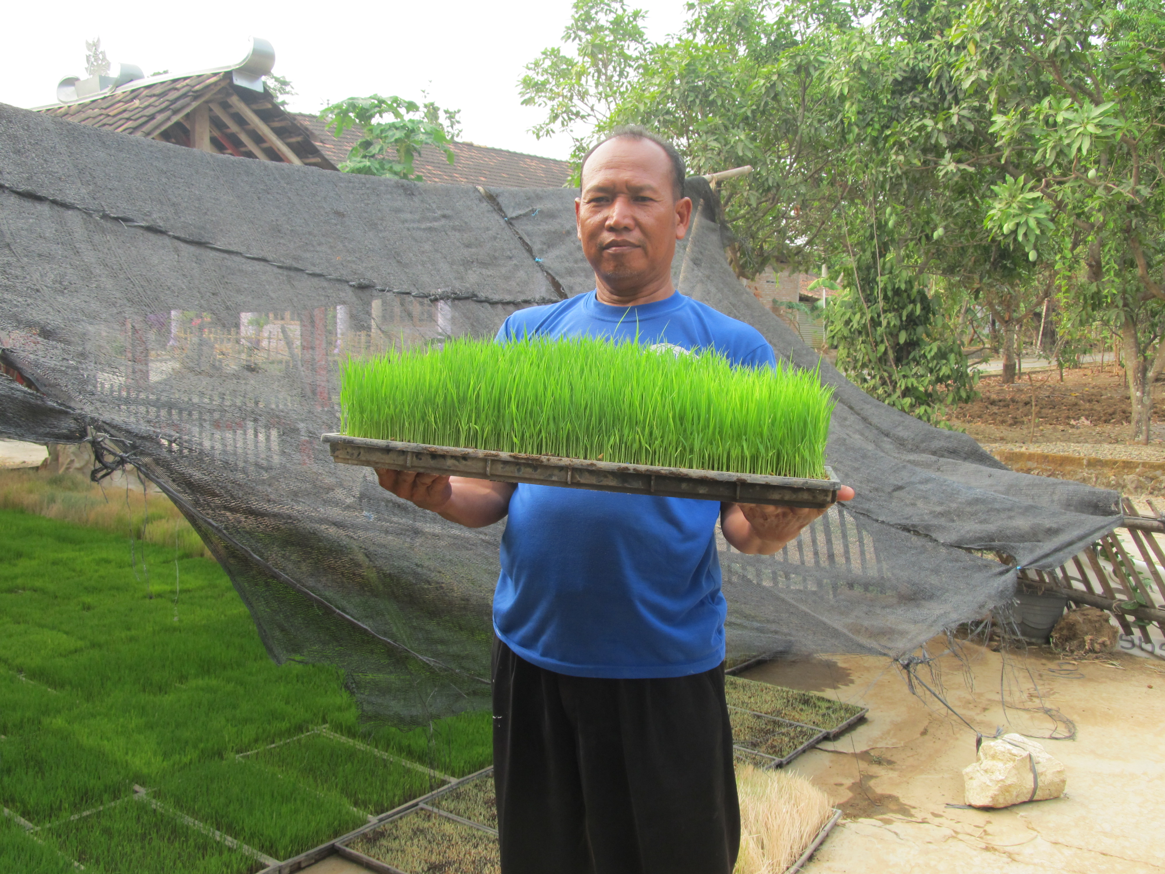 Nambah Gabah dan Fulus dengan IP400