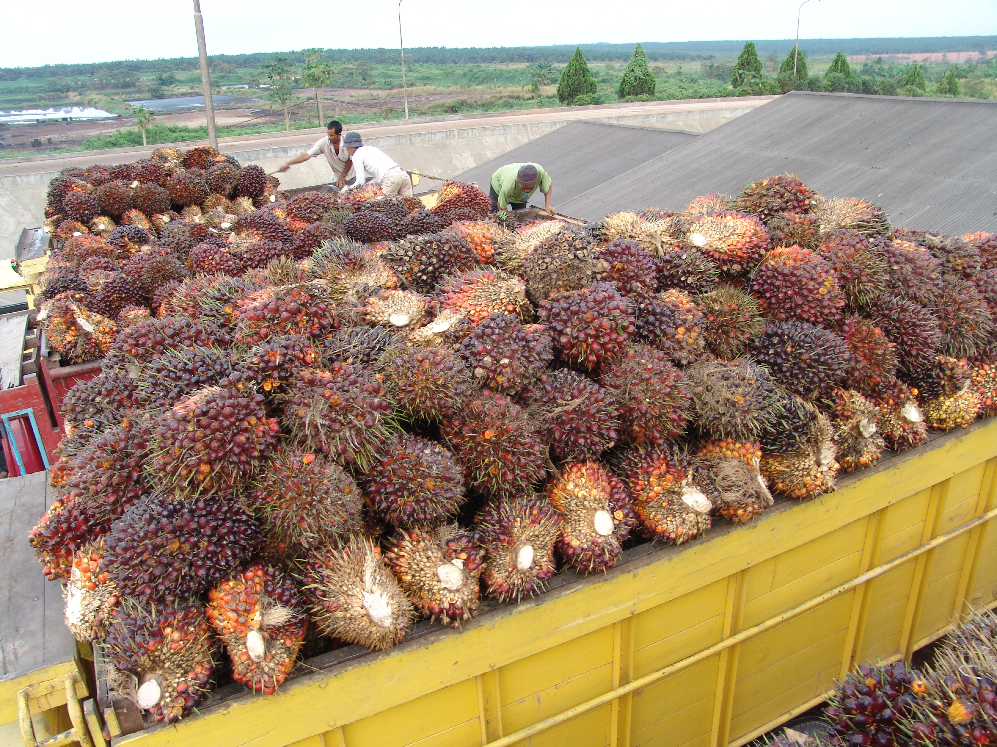 Menakar Peluang 