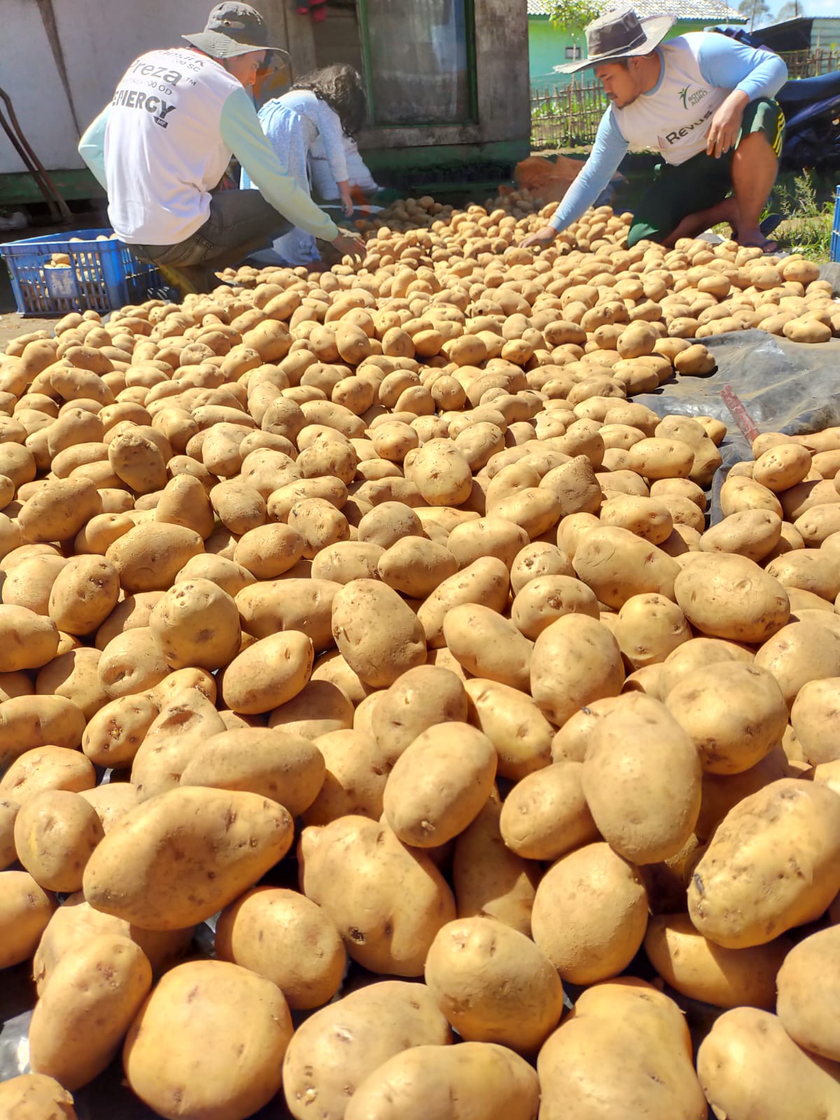 KENTANG : Kentang Biotek Tahan Penyakit Hawar Daun