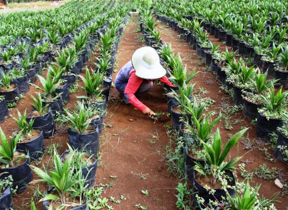 BPDPKS Catatkan Pungutan Sawit Rp69,726 Triliun hingga Desember 2021