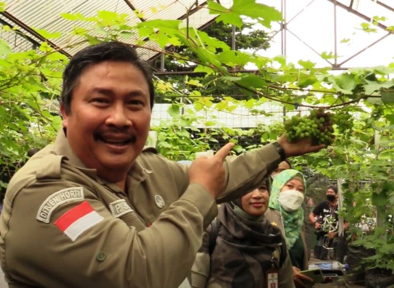 Selain Anggrek, Anggur Akan Jadi Ikon Baru Tangerang Selatan