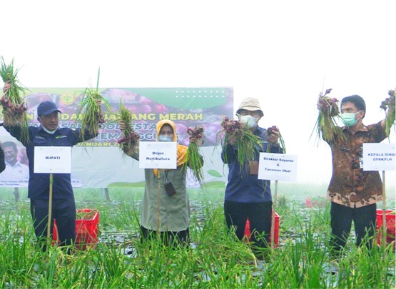 Mantap! Panen Bawang Merah Food Estate Temanggung di Atas Rata-Rata Nasional