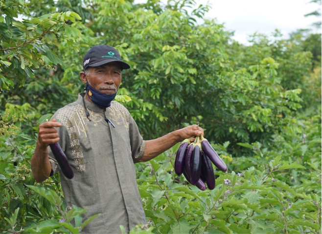 Produksi Food Estate Kalteng Mampu Menyangga Kebutuhan Hingga Wilayah Kalsel