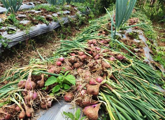 Food Estate Wonosobo Panen Perdana Bawang Merah 12,3 ton/Ha