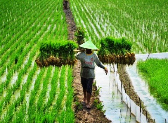 Petani Indonesia Masih Hanya Bertindak Sebagai Price Taker