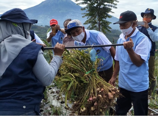 Produktivitas Bawang Putih di Food Estate Wonosobo Capai 6,7 ton/Ha