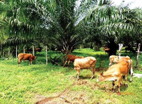 GAPENSISKA Memacu Produksi Daging Nasional di Lahan Sawit