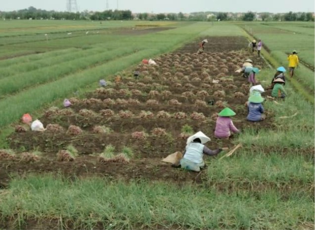 ABMI Tegaskan Pasokan Bawang Merah Nasional Sangat Cukup Hingga Pasca Lebaran