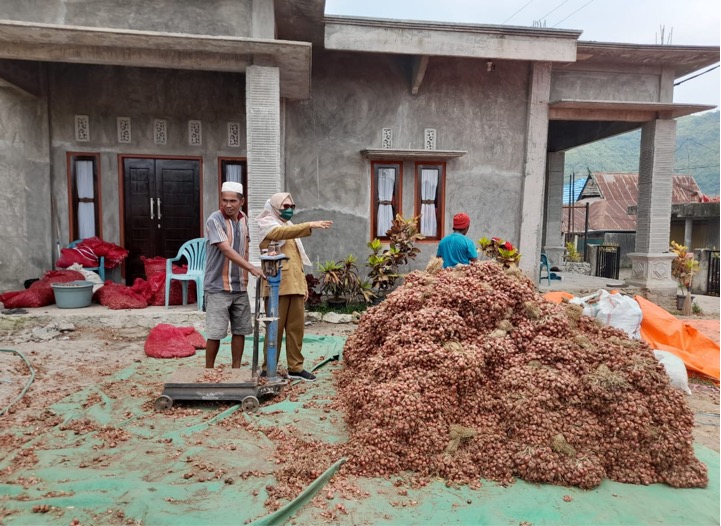 Kementan dan Asosiasi: Produksi Bawang Merah Stabil, Tidak Perlu Impor!