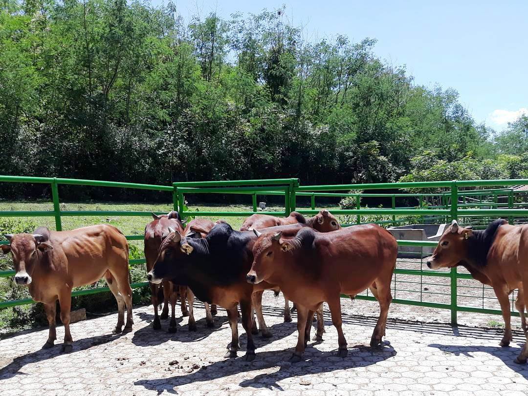 SAPI POTONG : Melirik Sumber Daging dari Serambi Mekah