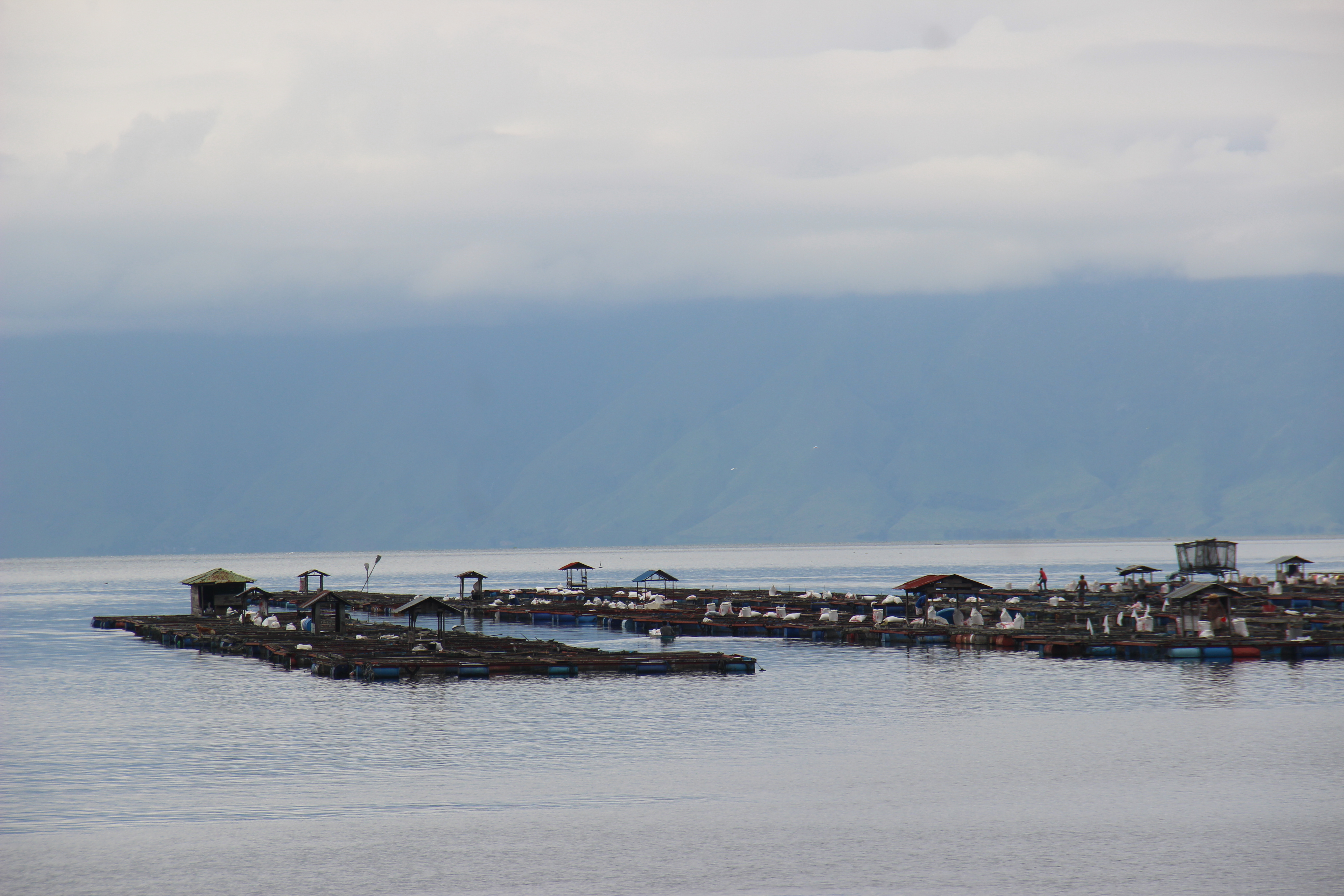 NILA : Makmurnya Memiliki KJA di Danau Toba