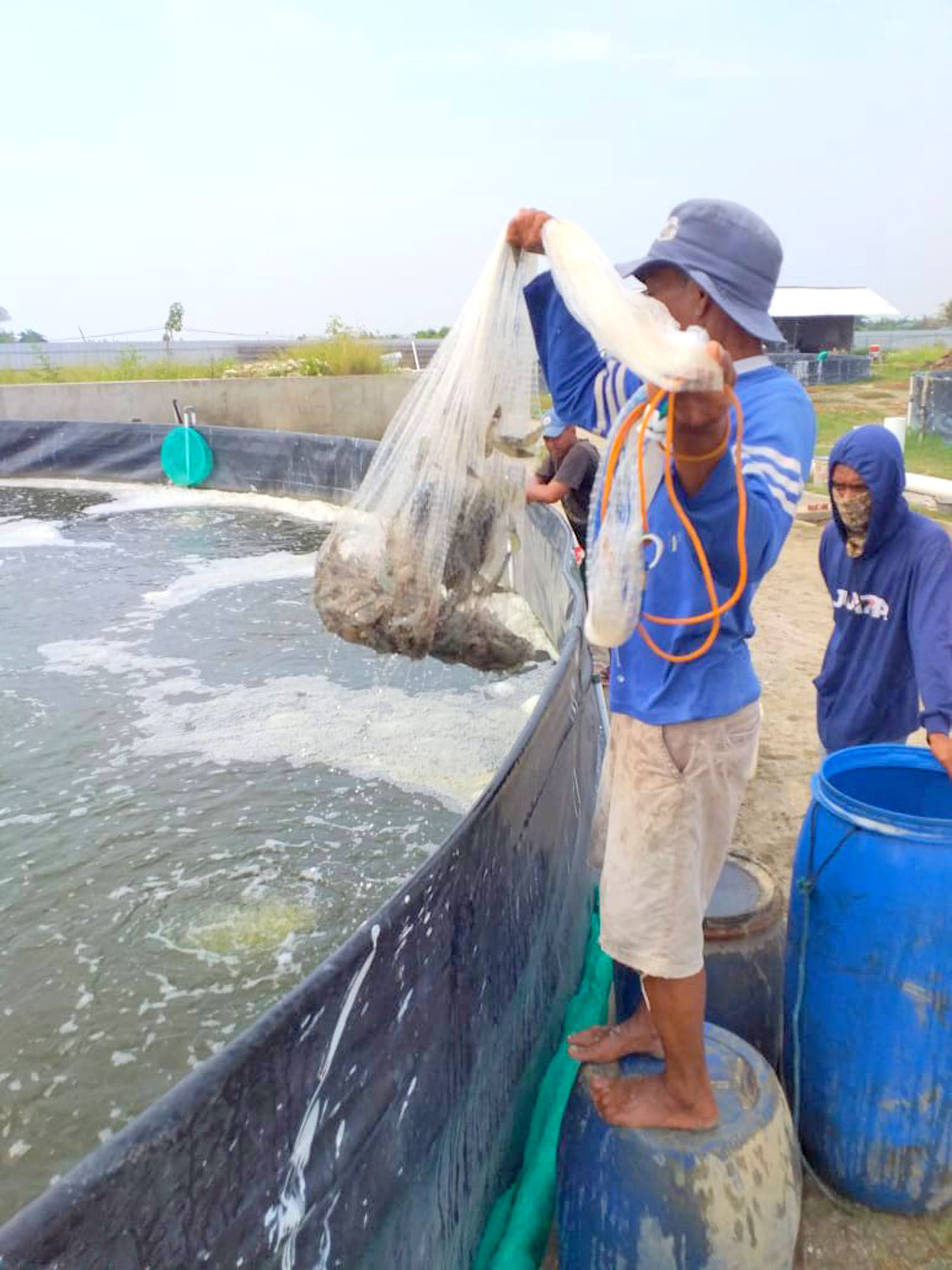 UDANG : Kecil-kecil Menguntungkan