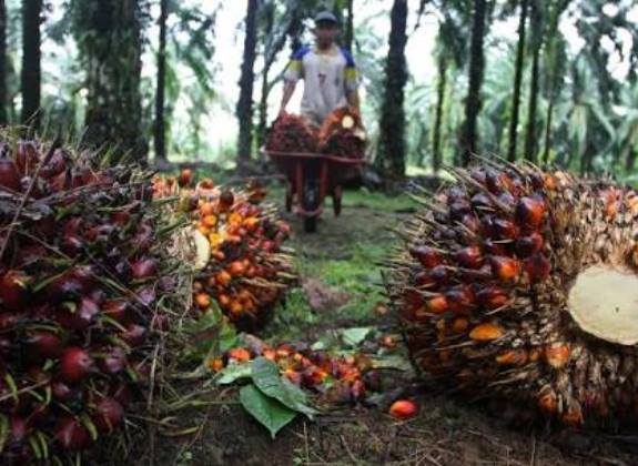 Realisasi Peremajaan Sawit Rakyat Masih Jauh, Perlu Kemitraan