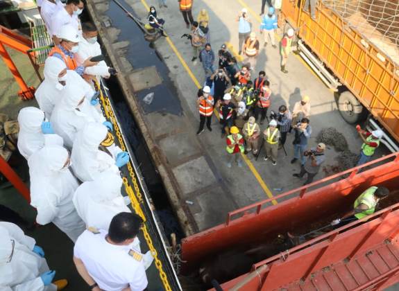 Kapal Ternak di Pelabuhan Tanjung Priok Datang, Kementan Kawal Pasokan Jabodetabek