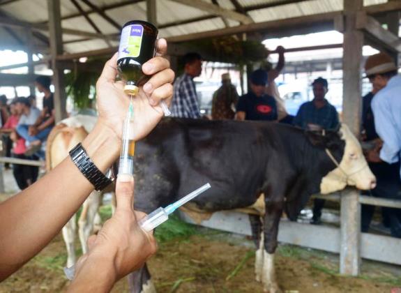 Meskipun Tidak Zoonosis, PMK Sangat Merugikan dan Mesti Diwaspadai