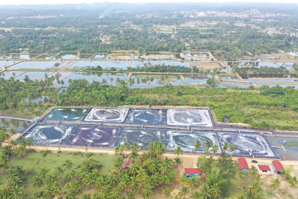 UDANG : Pengaturan Zonasi Budidaya Dibutuhkan Mendesak!