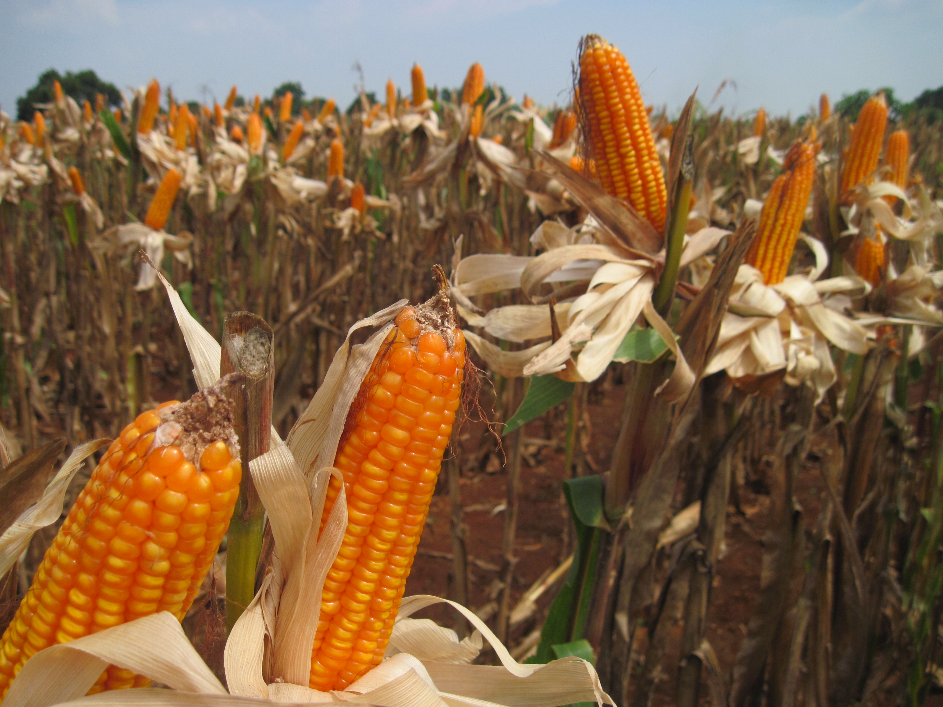 Menyelisik Tata Kelola Jagung Nasional