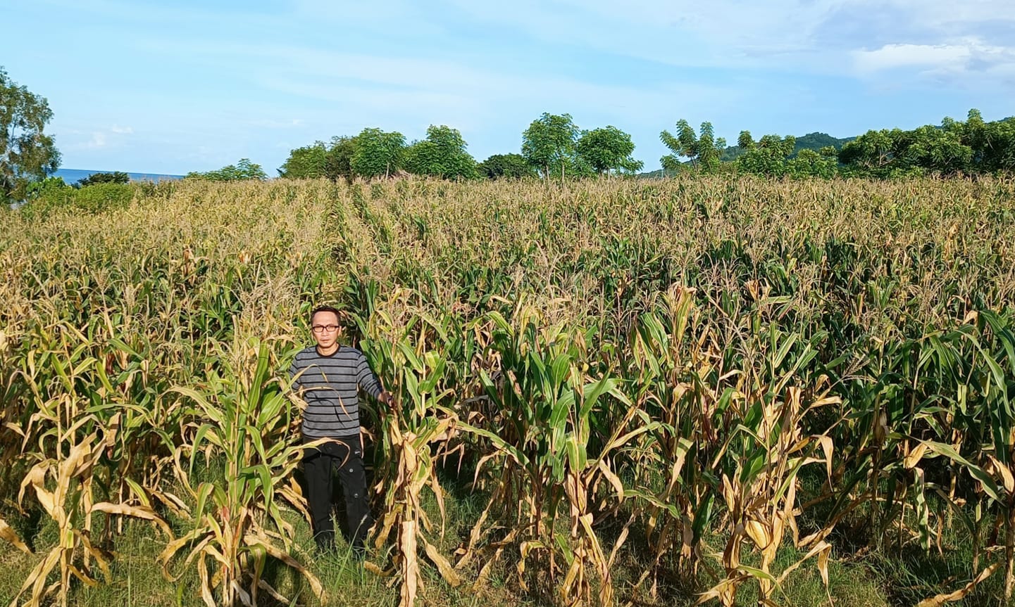 Mengurai Potensi Bisnis Jagung