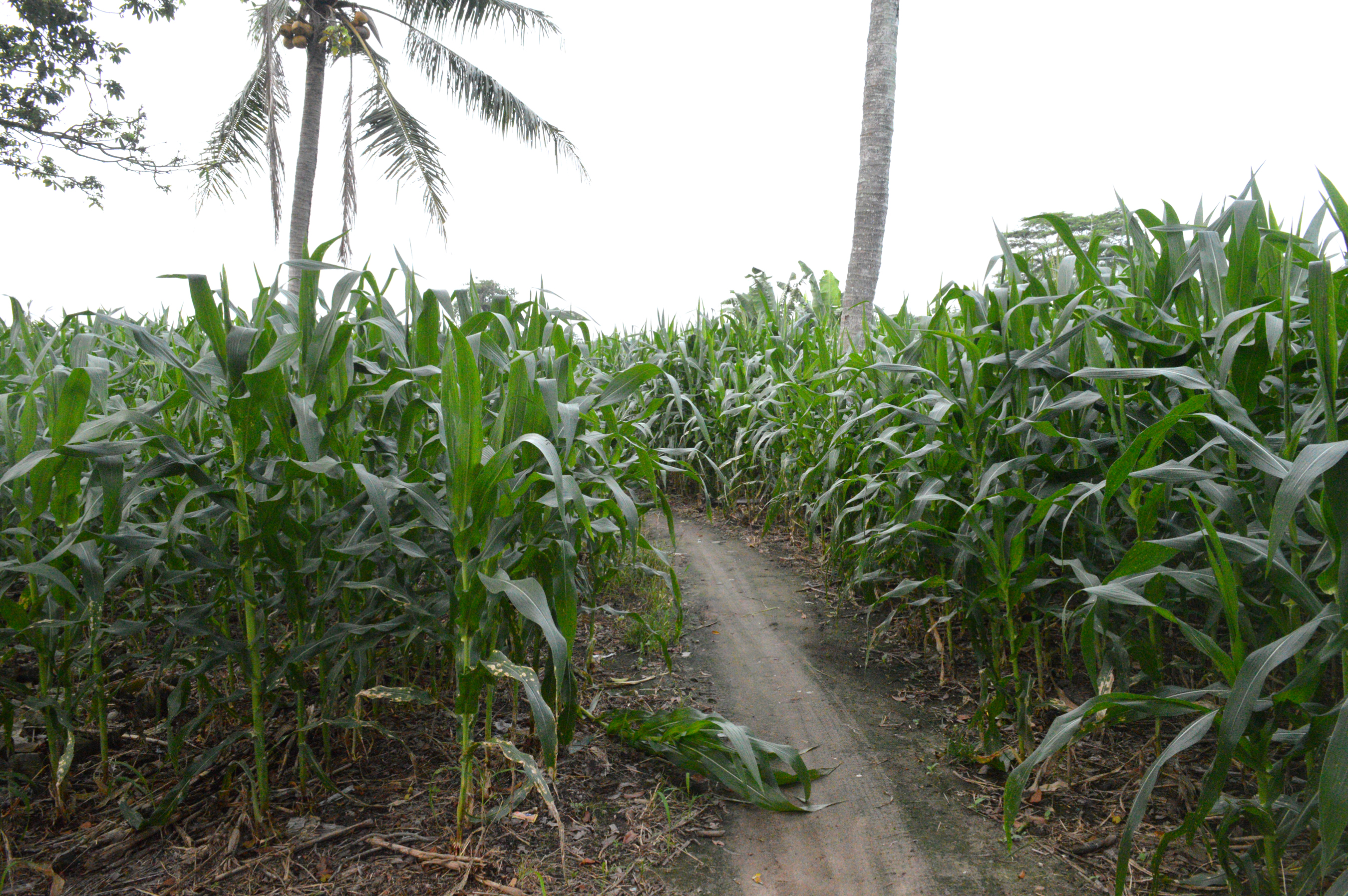 Ihwal Jagung bagi Petani Lampung