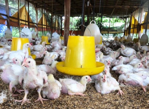 BUMN dan Swasta Serap 67 ribu ekor Ayam Hidup Milik Peternak Mandiri