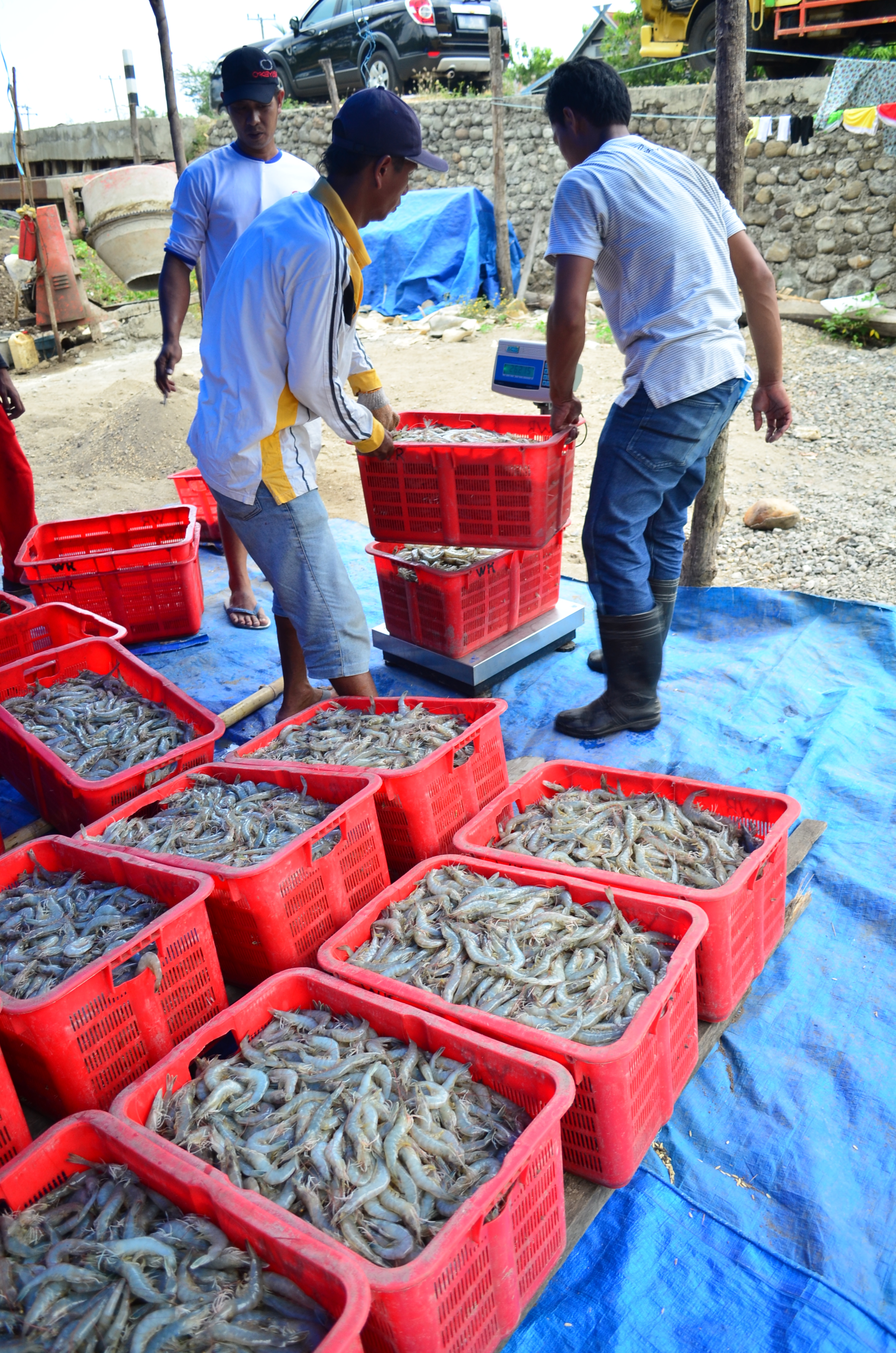 Revolusi Shrimp Farming 4.0