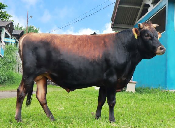 Kementan Lauching Sapi Jersey, Tingkatkan Kualitas Susu