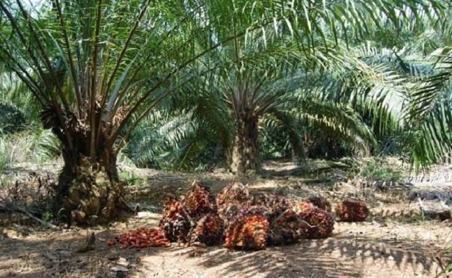 Saatnya Menguatkan Pasar Lokal