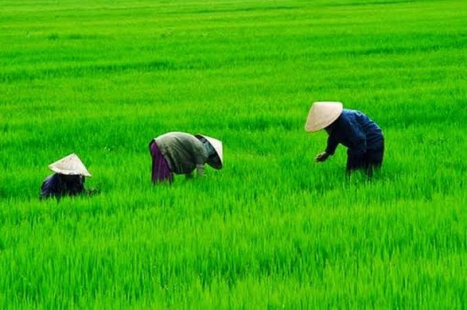 FGD HITI: Kebijakan Publik (termasuk Biosaka) Harus Berdasarkan Kajian Ilmiah