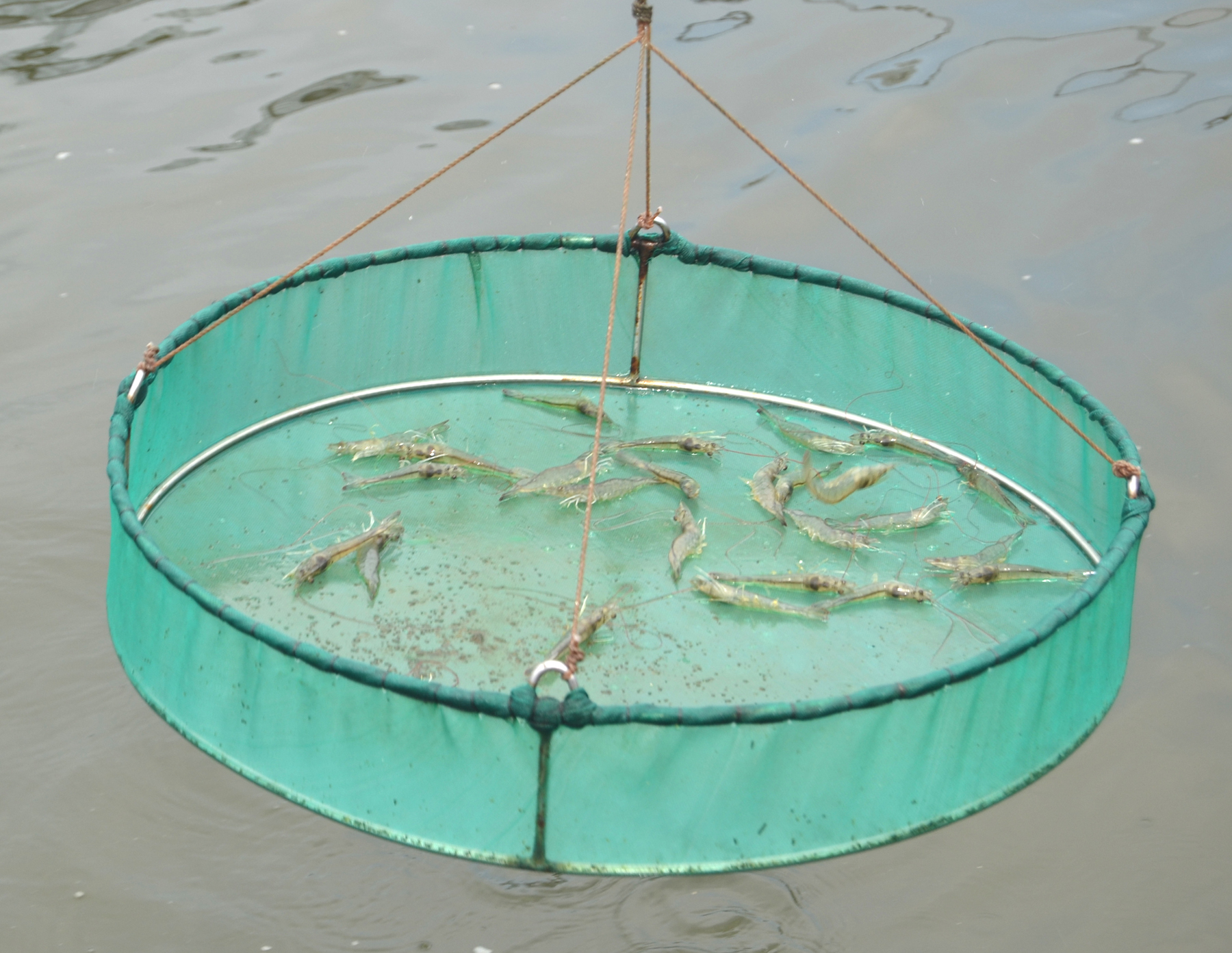 UDANG : Udang Air Tawar Solusi Cegah Penyakit 