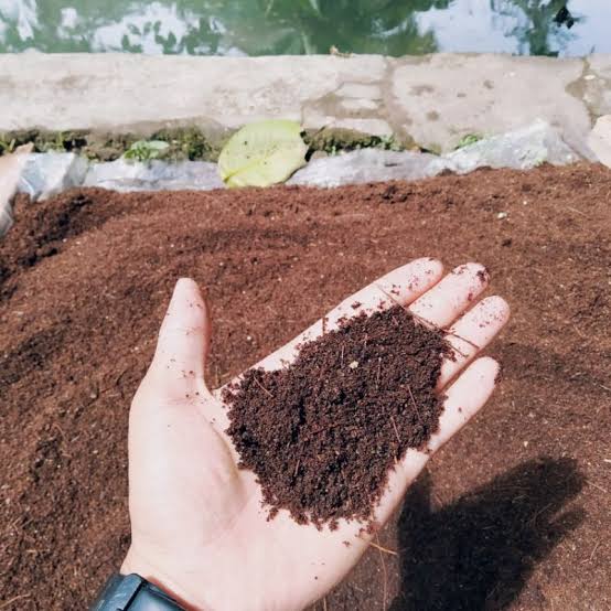 Jangan Dibuang, Kotoran Burung Walet Bisa Diolah Jadi Pupuk Kompos untuk Tanaman Hortikultura