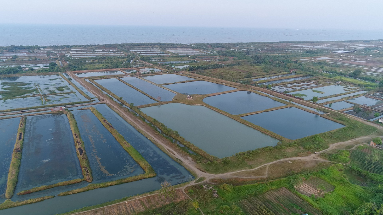 KKP Genjot Produksi Ikan Bandeng Melalui Model Klaster