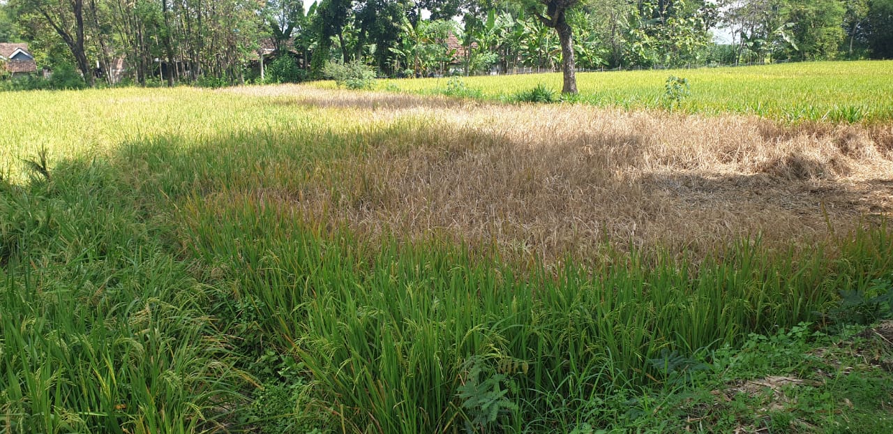 Kemarau Panjang Datang, Awas Puso!