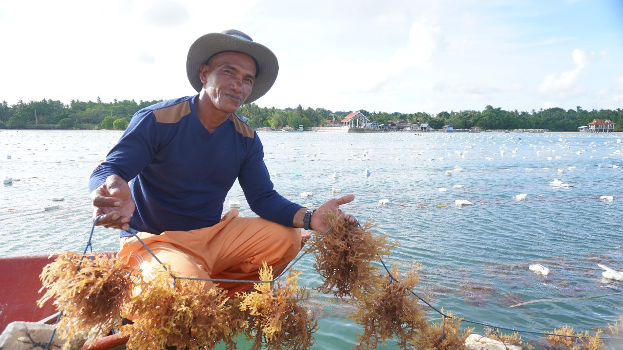 Sinergi KKP-Pemda Bangun Modelling Rumput Laut di Wakatobi