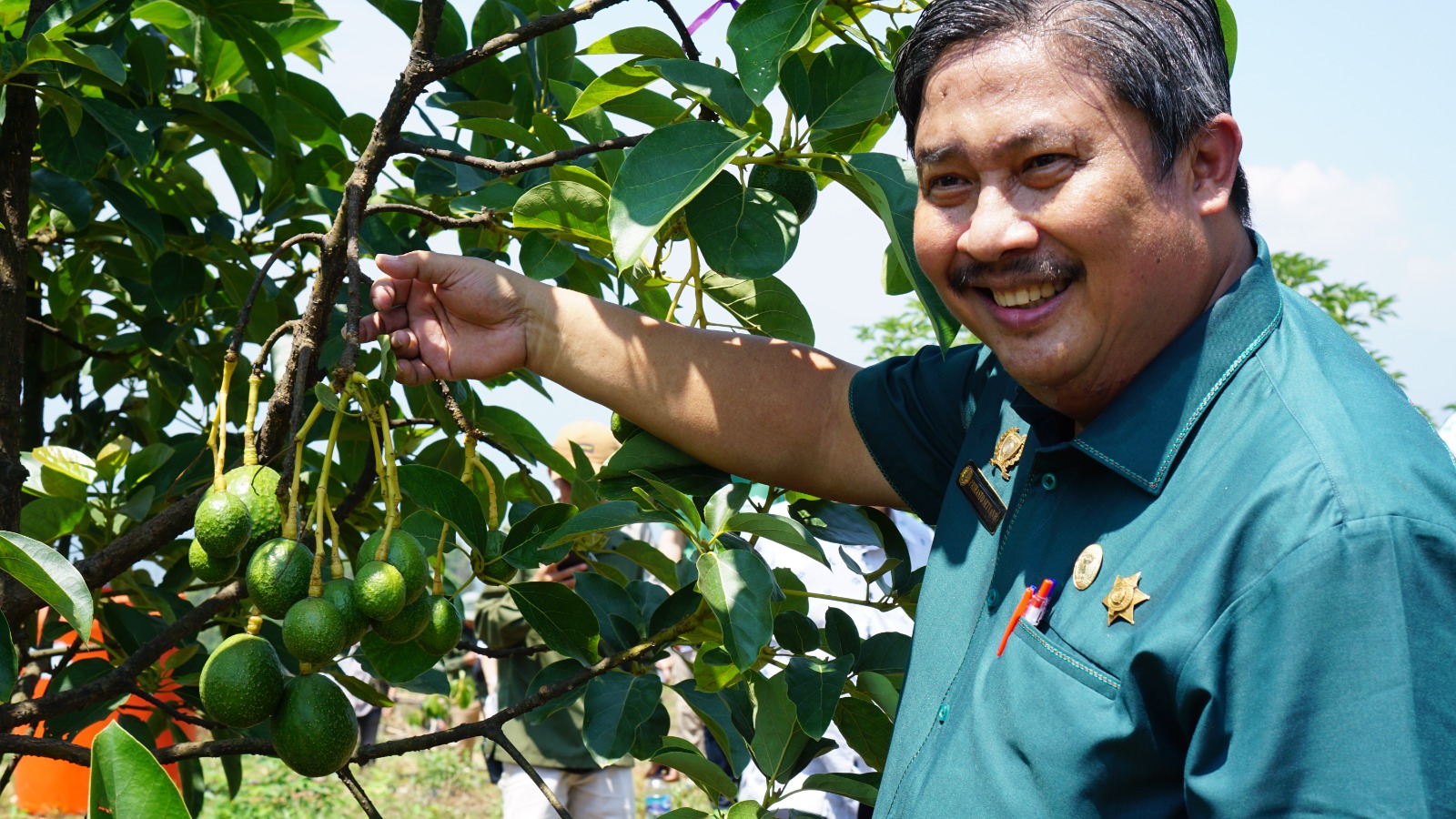 Kementan Cek Inovasi Modern Kebun Alpukat di Subang