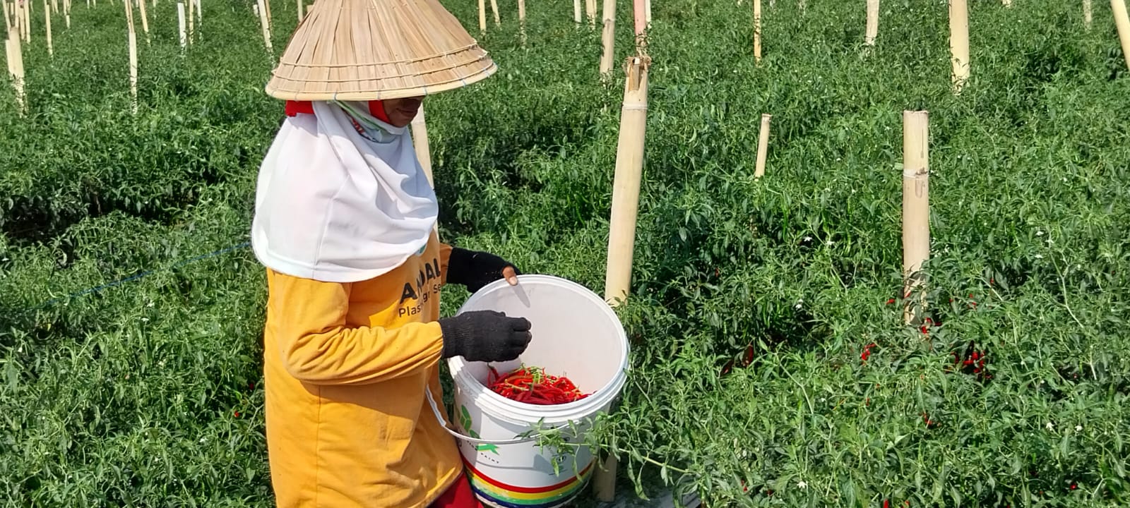 Jaga Produktivitas Saat El Nino, Petani Cabai Makassar Terapkan Budidaya Ramah Lingkungan