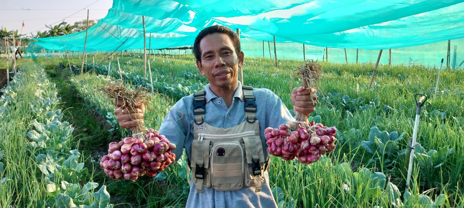 Cilacap, Siap Menjadi Penyangga Bawang Merah Biji Ramah Lingkungan