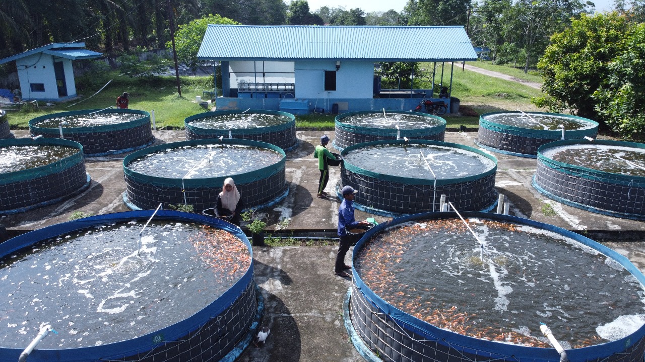 KKP Dorong Sistem Bioflok Sebagai Solusi Budidaya Ikan Nila di Musim Kemarau