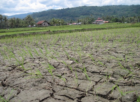 Strategi Penguatan Stok Pangan di Tengah Ancaman El Nino