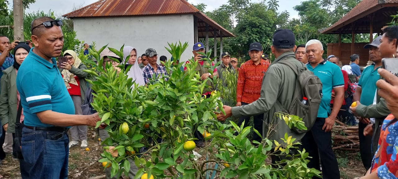 Edukasi untuk Petani Jeruk Bali