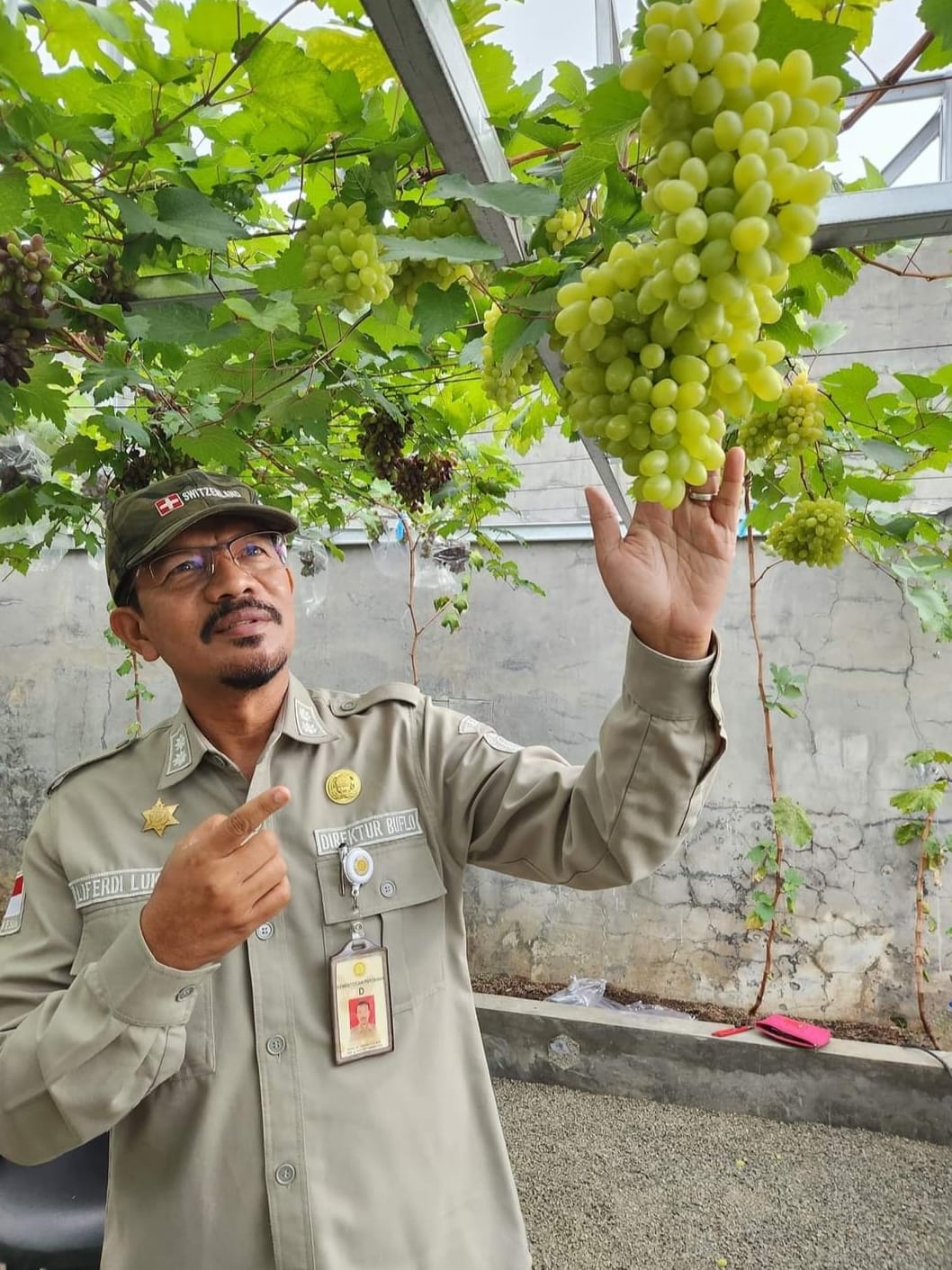 Potensi Besar Budidaya Anggur di Indonesia