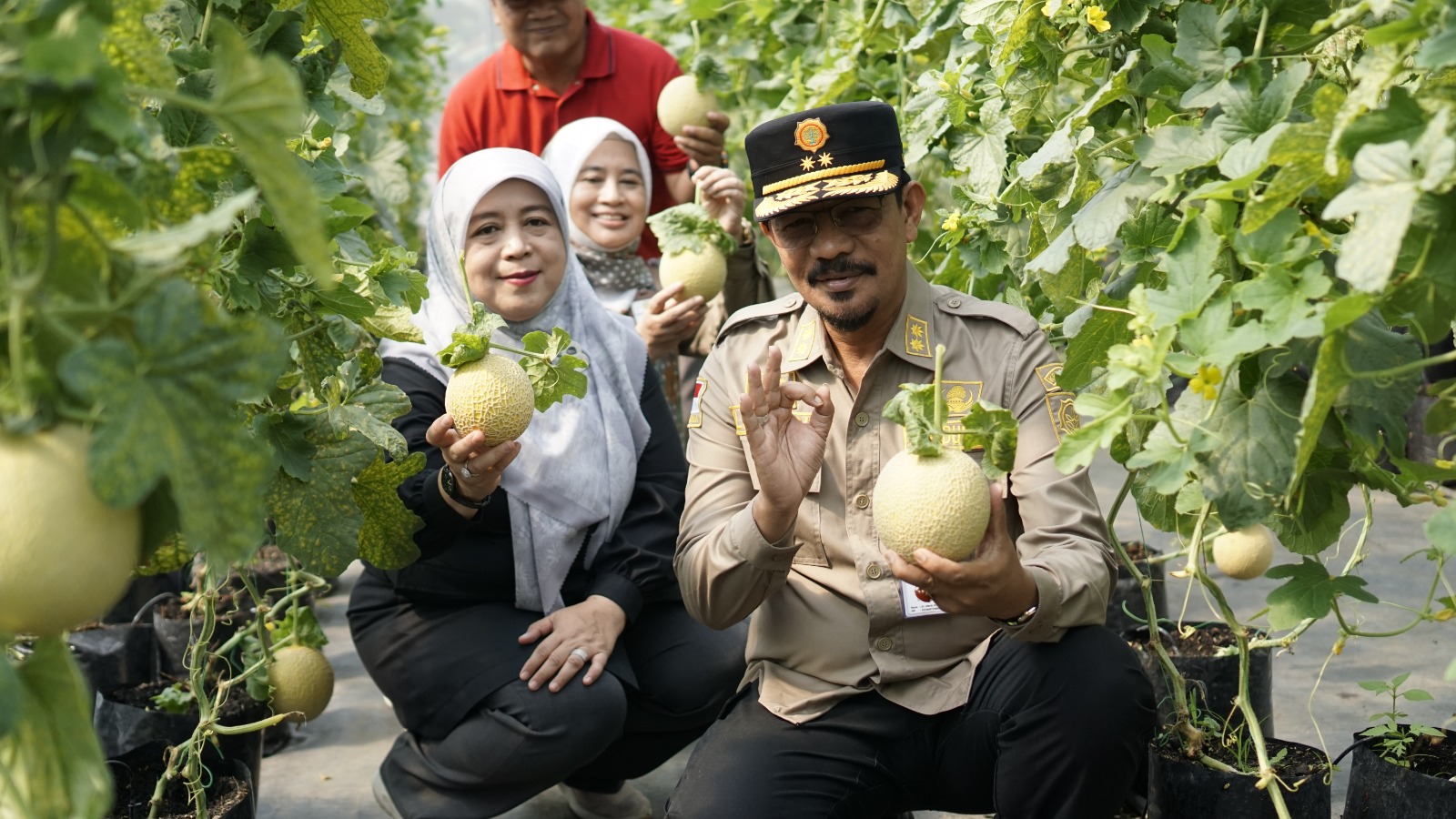 Panen Perdana Melon Intanon Cianjur, Kementan: Melon Premium Keuntungan 100%